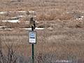 Jan. 29, 2008 - Parker River National Wildlife Refuge, Plum Island, Massachusetts.<br />A short eared owl.