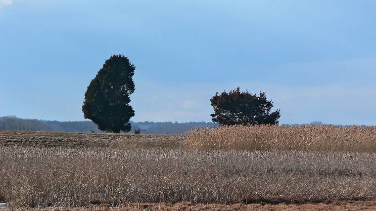 Jan. 30, 2008 - Parker River National Wildlife Refuge, Plum Island, Massachusetts.<br />The Odd Couple.