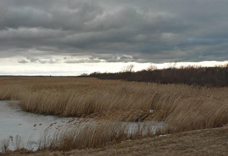 Jan. 30, 2008 - Parker River National Wildlife Refuge, Plum Island, Massachusetts.<br />The wind, the wind ...