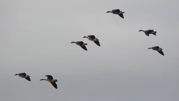 Jan. 30, 2008 - Parker River National Wildlife Refuge, Plum Island, Massachusetts.<br />Canada geese.