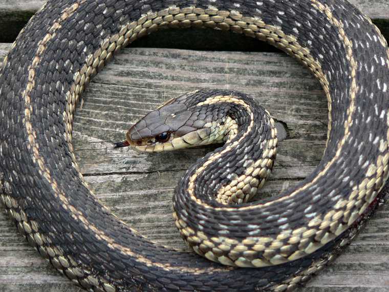 Feb. 4, 2008 - Parker River National Wildlife Refuge, Plum Island, Massachusetts.<br />Garter snake. Rather unusual time of the year to see one.
