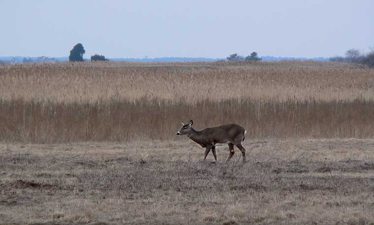Feb. 4, 2008 - Parker River National Wildlife Refuge, Plum Island, Massachusetts.<br />One of five deer in the medow next to the Pines Trail parking lot.