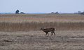 Feb. 4, 2008 - Parker River National Wildlife Refuge, Plum Island, Massachusetts.<br />One of five deer in the medow next to the Pines Trail parking lot.