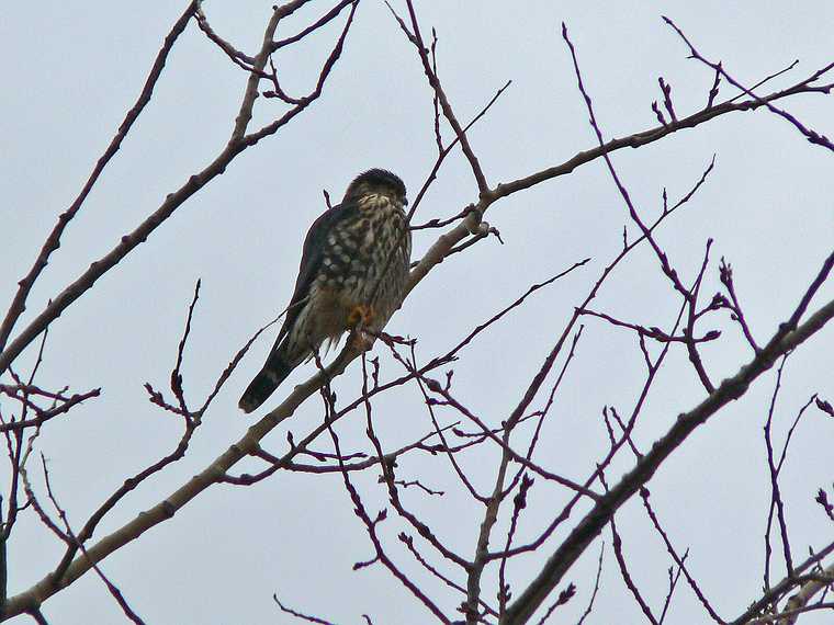 Feb. 4, 2008 - Parker River National Wildlife Refuge, Plum Island, Massachusetts.<br />Merlin (a small falcon).