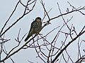 Feb. 4, 2008 - Parker River National Wildlife Refuge, Pljm Island, Massachusetts.<br />A small hawk.