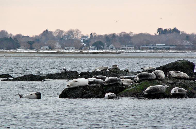 March 3, 2008 - Salisbury Beach State Reservation, Massachusetts.<br />Seals resting on the rocks in the Merrimack River.