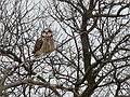 March 3, 2008 - Parker River National Wildlife Refuge, Plum Island, Massachusetts.<br />Short-eared owl.