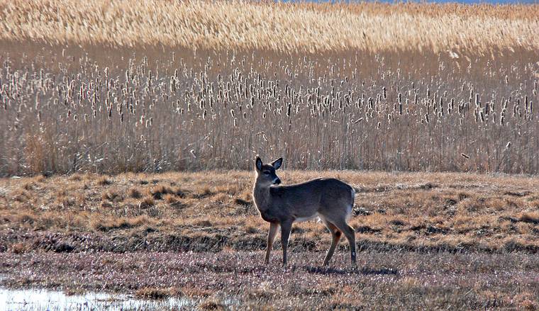 March 10, 2008 - Parker River National Wildlife Refuge, Plum Island, Massachusetts.<br />Deer.