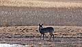 March 10, 2008 - Parker River National Wildlife Refuge, Plum Island, Massachusetts.<br />Deer.