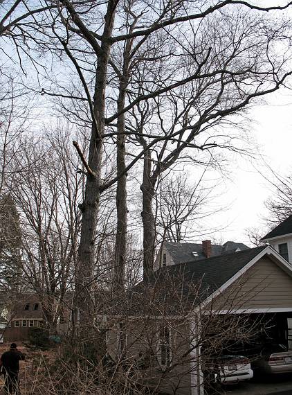 March 13, 2008 - Merrimac, Massachusetts.<br />Tree removal to make room for Joyce's studio.