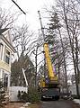 March 13, 2008 - Merrimac, Massachusetts.<br />Tree removal to make room for Joyce's studio.