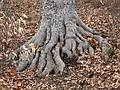 March 16, 2008 - Baltimore, Maryland.<br />A walk in Baiba and Ronnie's neighborhood.<br />Base of a beech.