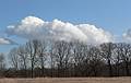 March 24, 2008 -  Jeffrey's Neck Road, Ipswich, Massachusetts.<br />Greenwood Farm (a Trustees of Reservations property).<br />Trees scraping the bellies of clouds.