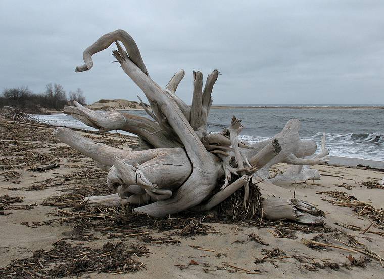 April 7, 2008 - Sandy Point State Reservation, Plum Island, Massachusetts.<br />Our fallen tree is still there, getting bleached more and more by the sun.