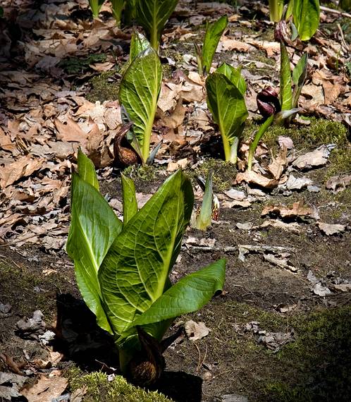April 18, 2008 - Maudslay State Park, Newburyport, Massachusetts.<br />Skunk cabbage are one of the first plants to emerge in the spring.