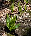 April 18, 2008 - Maudslay State Park, Newburyport, Massachusetts.<br />Skunk cabbage are one of the first plants to emerge in the spring.