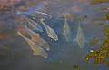 April 18, 2008 - Maudslay State Park, Newburyport, Massachusetts.<br />Three foot long carp at Curzon's Mill.