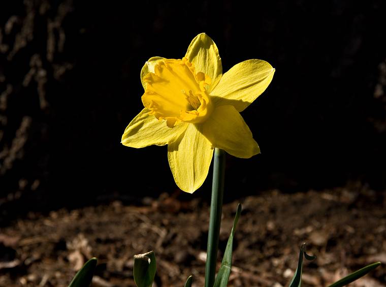 April 18, 2008 - Merrimac, Massachusetts.<br />A daffodil in our back yard.