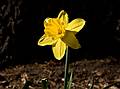 April 18, 2008 - Merrimac, Massachusetts.<br />A daffodil in our back yard.