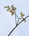 April 20, 2008 - Ipswich, Massachusetts.<br />Strawberry Hill Park.<br />Pussywillow?