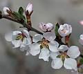 April 23, 2008 - Merrimac, Massachusetts.<br />Apple blossom.
