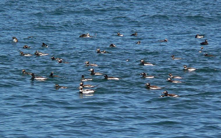 April 24, 2008 - North end of Plum Island, Massachusetts.<br />There were hundreds of Oldsquaws in a group a short distance off the beach.