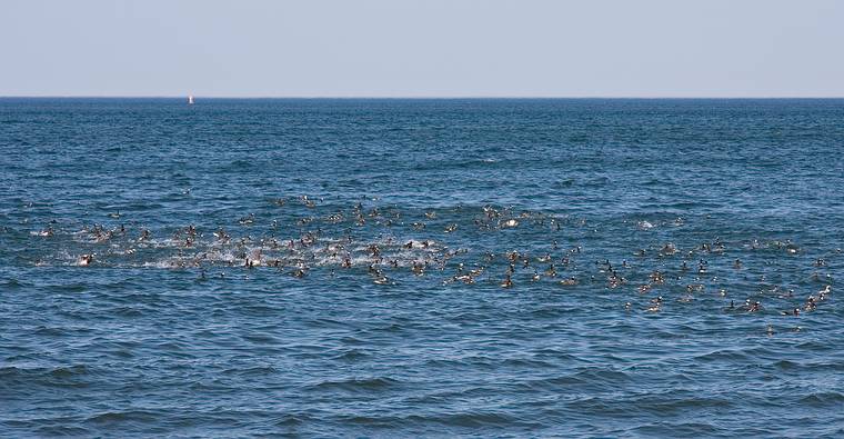 April 24, 2008 - North end of Plum Island, Massachusetts.<br />There were hundreds of Oldsquaws in a group a short distance off the beach.