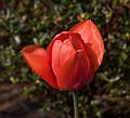 May 1, 2008 - Merrimac, Massachusetts.<br />An only tulip in our front yard.