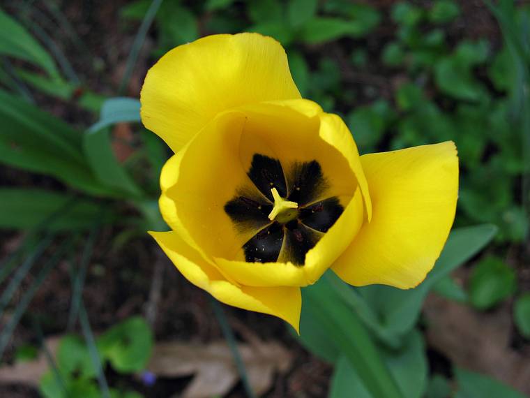 May 6, 2008 - Merrimac, Massachusetts.<br />Our only tulip below the kitchen windows.