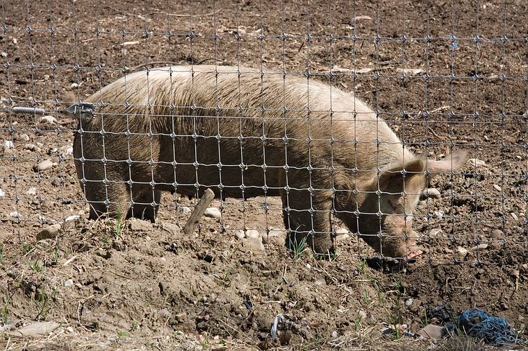 May 7, 2008 - Maudslay State Park, Newburyport, Massachusetts.<br />Pig at Arrowhead Farm abutting the park.