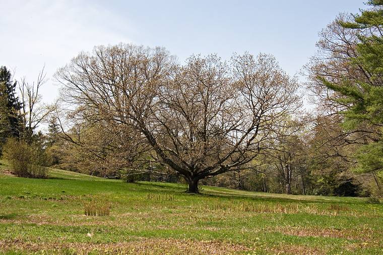 May 7, 2008 - Maudslay State Park, Newburyport, Massachusetts.