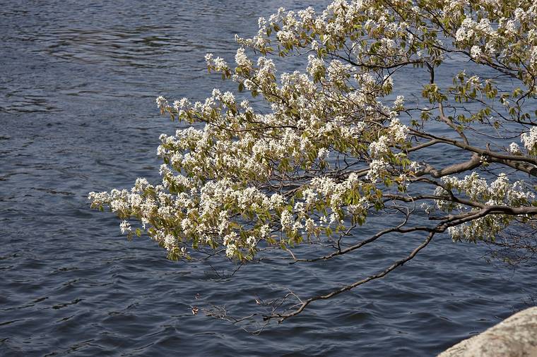 May 7, 2008 - Maudslay State Park, Newburyport, Massachusetts.