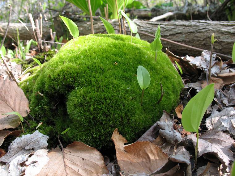 May 13, 2008 - Maudslay State Park, Newburyport, Massachusetts.<br />Moss covered rock.