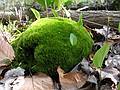May 13, 2008 - Maudslay State Park, Newburyport, Massachusetts.<br />Moss covered rock.