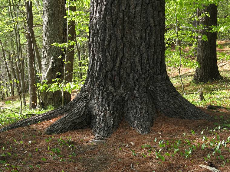 May 13, 2008 - Maudslay State Park, Newburyport, Massachusetts.