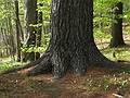 May 13, 2008 - Maudslay State Park, Newburyport, Massachusetts.