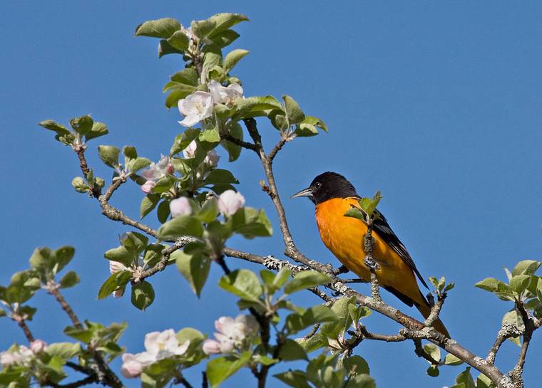 May 13, 2008 - Maudslay State Park, Newburyport, Massachusetts.<br />Baltimore oriole.