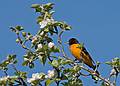 May 13, 2008 - Maudslay State Park, Newburyport, Massachusetts.<br />Baltimore oriole.