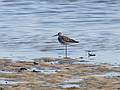 May 14, 2008 - Sandy Point State Reservation, Plum Island, Masachusetts.<br />Greater yellowlegs.