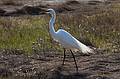 May 14, 2008 - Parker River National Wildlife Refuge, Plum Island, Massachusetts.<br />Egret.
