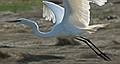 May 14, 2008 - Parker River National Wildlife Refuge, Plum Island, Massachusetts.<br />Egret.