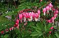 May 16, 2006 - Rings Island, Salisbury, Massachusetts.<br />Flowers in Nancy's garden.