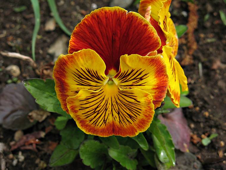 May 16, 2006 - Rings Island, Salisbury, Massachusetts.<br />Flowers in Nancy's garden.