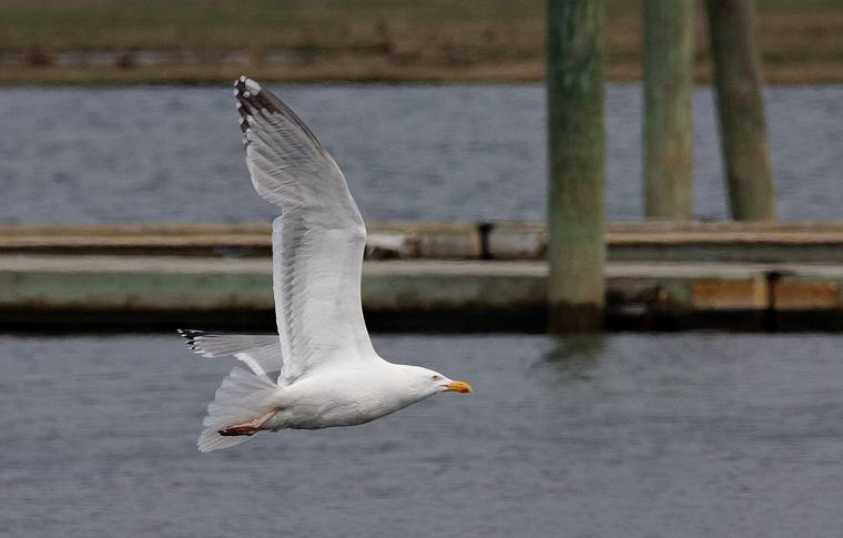 May 16, 2008 - Salisbury State Park, Salisbury, Massachusetts.<br />Seagull.