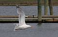 May 16, 2008 - Salisbury State Park, Salisbury, Massachusetts.<br />Seagull.