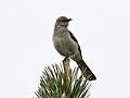 May 16, 2008 - Salisbury State Park, Salisbury, Massachusetts.<br />Mockingbird.