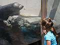 May 18, 2008 - New England Aquarium, Boston, Massachusetts.<br />Miranda admiring a seal.