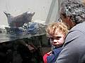 May 18, 2008 - New England Aquarium, Boston, Massachusetts.<br />Matthew and Carl looking at the seal although Matthew was distracted by the camera.