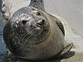 May 18, 2008 - New England Aquarium, Boston, Massachusetts.<br />The admired seal.