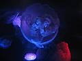 May 18, 2008 - New England Aquarium, Boston, Massachusetts.